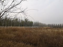 -东郊湿地公园