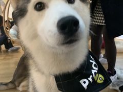 -Husky Go! 哈士奇体验馆·宠物咖啡厅狗咖