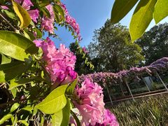 -东南花都花博园