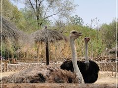 -北京野生动物园