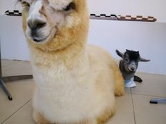 -怪兽屋·羊驼·猫咖·狗咖(俊华广场店)