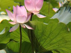 -荔湾湖公园