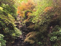 -十八棵（老龙井）御茶园(老龙井店)