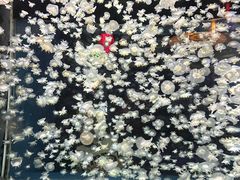 -太平洋海底世界