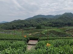 -龙坞茶村