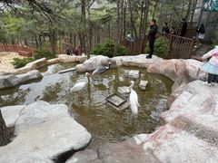 -燕塞湖鸟语林景区