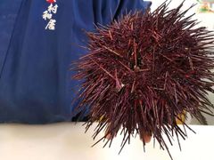 加拿大红海胆-久村和居