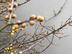 -无锡梅园公园