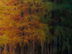 -白鹭湾湿地公园