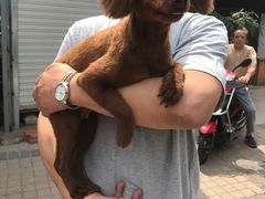 -爱侣宠医·鹦鹉专科·小型哺乳类·异宠专科(灵石路店)