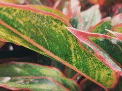 -鹿岛会员店 (龙湖三千集天街店)