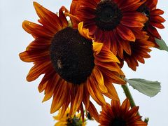 -汉长安城未央宫国家考古遗址公园