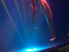 -芜湖新华联大白鲸海洋公园