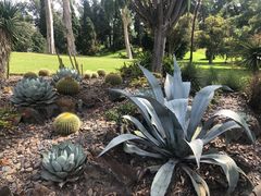 -墨尔本皇家植物园