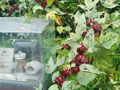 -广州神农草堂中医药博物馆