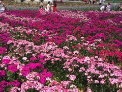 -松山湖梦幻百花洲