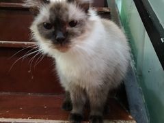 -李小姐の猫咖啡馆(五角场店)