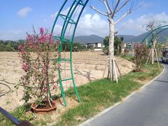 -亚龙湾国际玫瑰谷