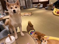 -逗柴咖啡屋·狗咖猫咖宠物桌游