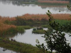 -大湾区中央湿地公园