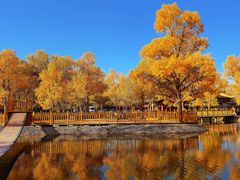 -金塔沙漠胡杨林景区