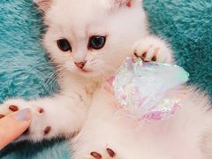 -十年猫舍·猫咪专门店(普陀店)
