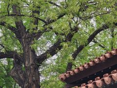 -静园(和平区)