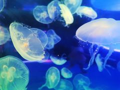 -左海海底世界