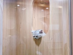 -爪爪喵星球·猫舍(益田假日里店)