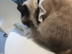 -怪兽屋·羊驼·猫咖·狗咖(俊华广场店)