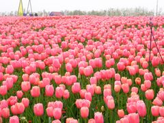 -荷兰花海