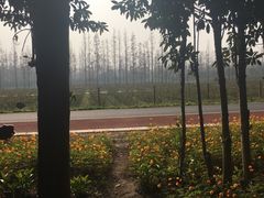 -上海长兴岛郊野公园