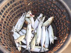 -东戴河风景区-止锚湾