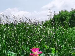 -马家湾湿地公园