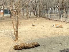 -北京野生动物园