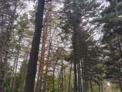-黑龙江省森林植物园