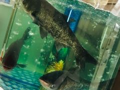 -姜君·千岛湖鱼头馆(浦东大道店)