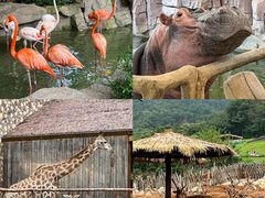 -青岛森林野生动物世界