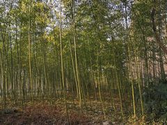 -黄海国家森林公园