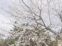 -济南马套将军山