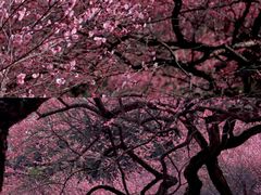 -杭州植物园