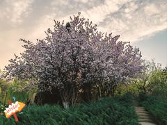 -海棠花溪(元大都城垣遗址公园)