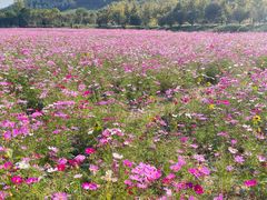 -径山花海