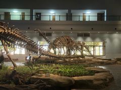 -自贡恐龙博物馆