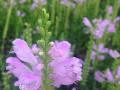 -长春公园(普阳街道)