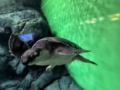 -上海海洋水族馆