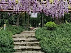 -嘉定紫藤园