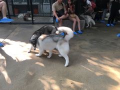 -TrueLove @ Neverland (Husky Cafe)