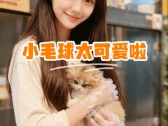 -翊宠yipet猫狗购宠庄园犬舍•猫舍