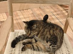 -猫的天空之城概念书店(杭州南宋御街店)